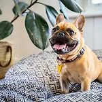 Boutique Stays - Roxys Place