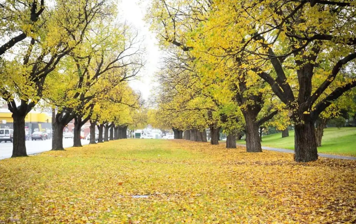 Apartment A Comfy & Cozy In Clifton Hill Free Parking Melbourne