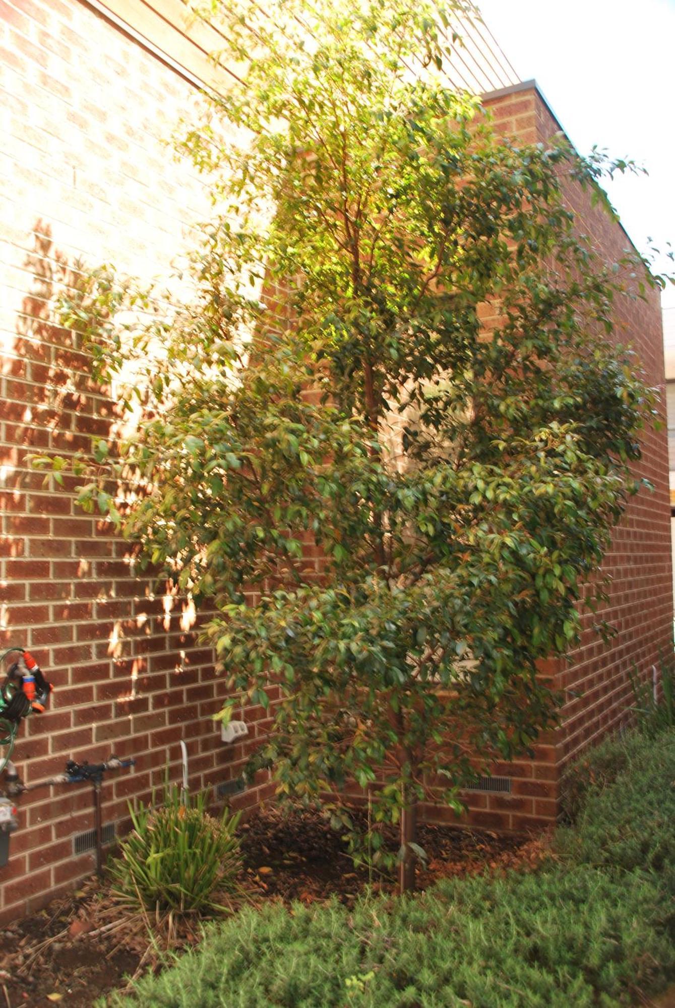 Homestay Pascoe Vale South, Vic, Australia With Domi