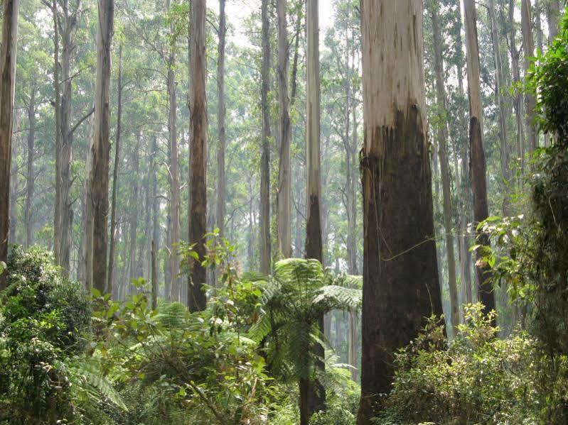Lodge Mountain Element Retreats Melbourne