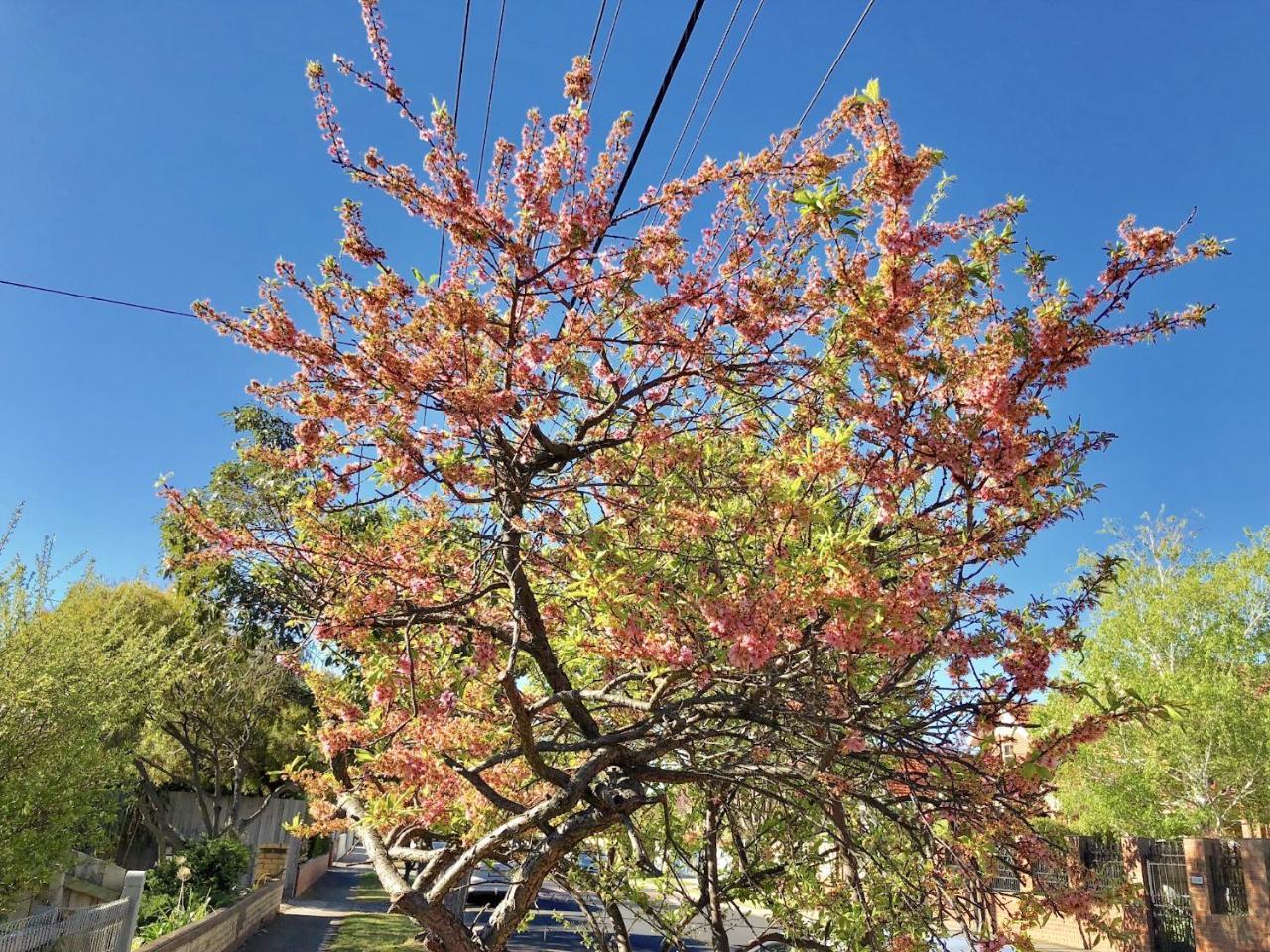 Pride Bentleigh With Private Garden Apartment Melbourne