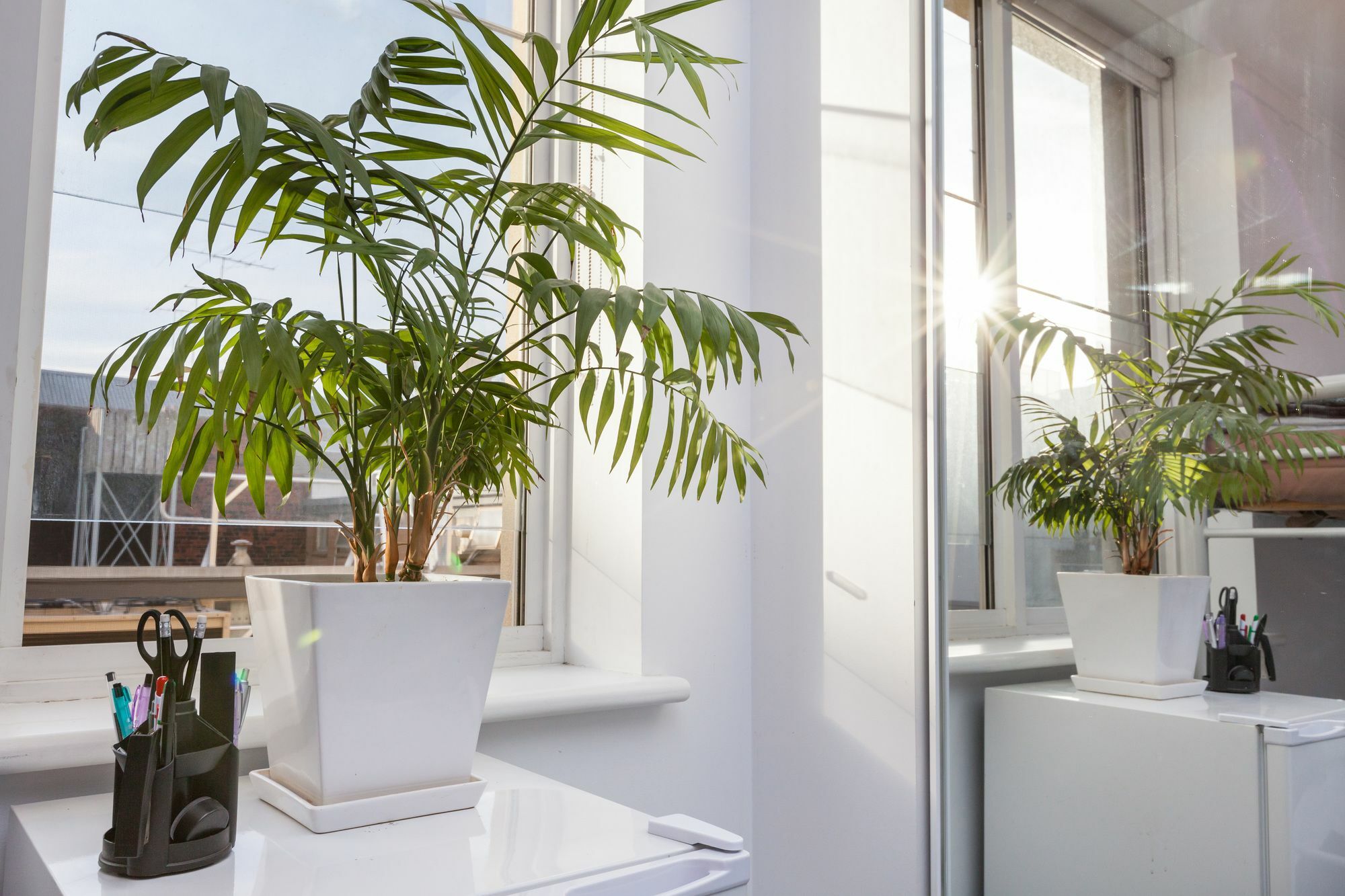 Henrietta, Carlton Apartment *