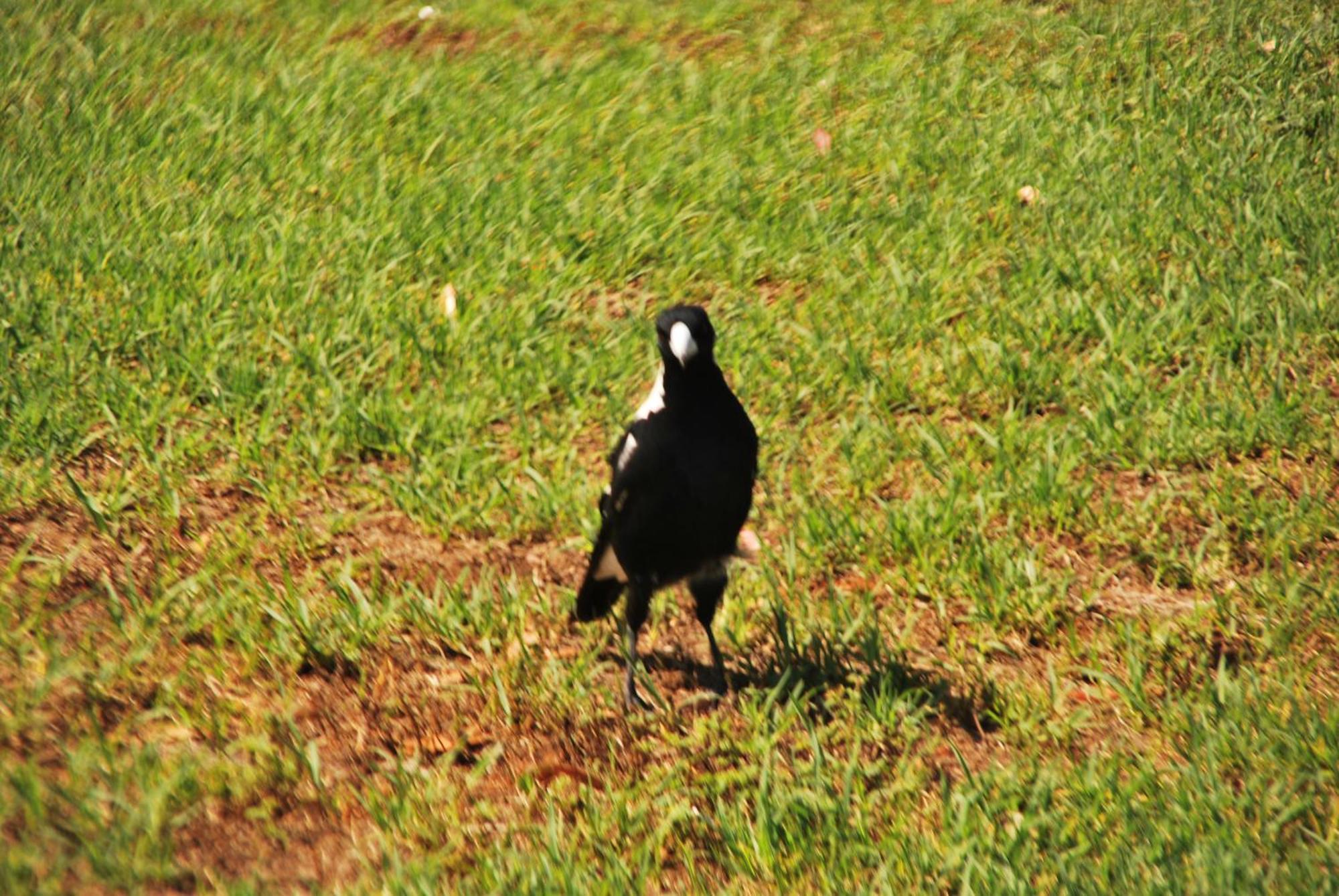 Pascoe Vale South, Vic, Australia With Domi Homestay *